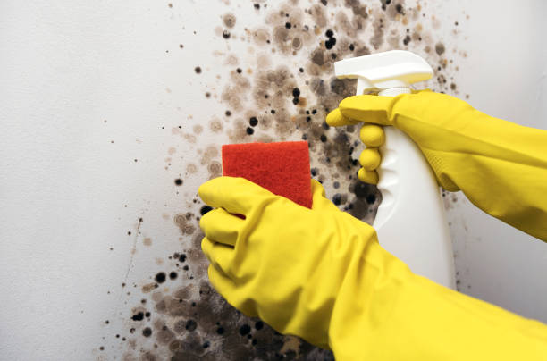 Best Mold Removal Process  in Ke Arthur, LA