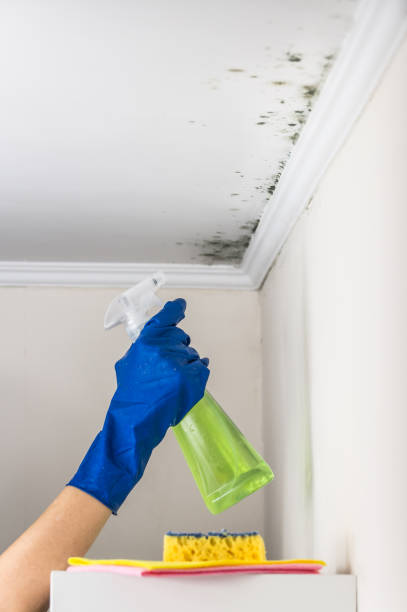 Best Mold Removal Company Near Me  in Ke Arthur, LA